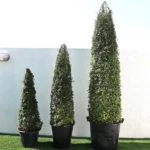 Ehretia Cone Shape "Ehretia Microphylla" 1.0m overall height White GRP Square Pot - Image 2