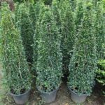 Ehretia Cone Shape "Ehretia Microphylla" 1.0m overall height White GRP Square Pot - Image 3