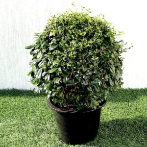 Ehretia Microphylla | Fukien Tea Tree | Ehretia Ball Shape 40-50cm ball diameter