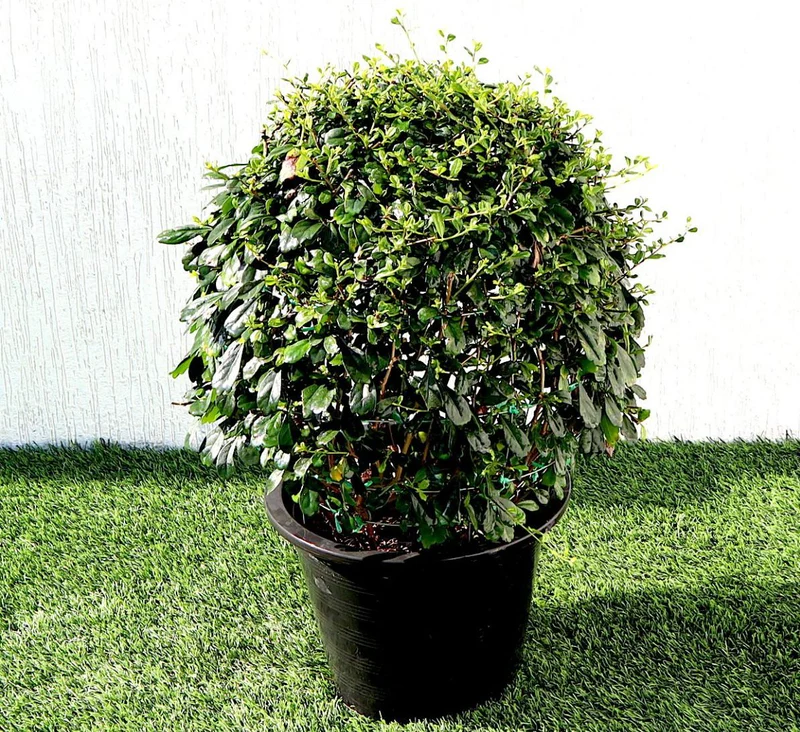 Ehretia Microphylla | Fukien Tea Tree | Ehretia Ball Shape 40-50cm ball diameter