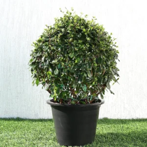 Ehretia Microphylla | Fukien Tea Tree | Ehretia Ball Shape 20-30cm ball diameter