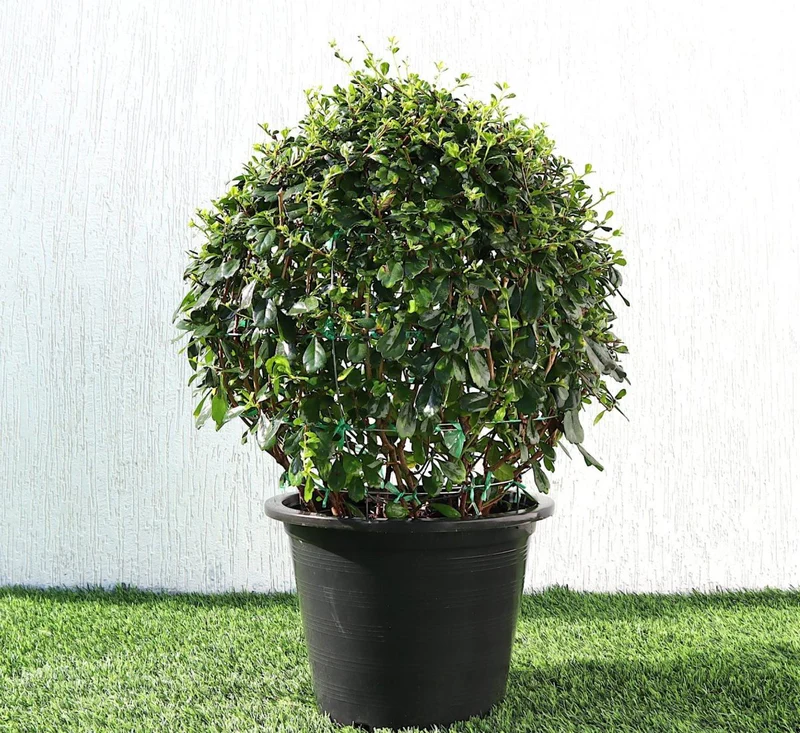 Ehretia Microphylla | Fukien Tea Tree | Ehretia Ball Shape 20-30cm ball diameter