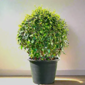 Ehretia Microphylla | Fukien Tea Tree | Ehretia Ball Shape 30-40cm ball diameter