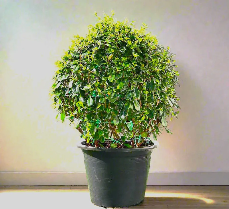Ehretia Microphylla | Fukien Tea Tree | Ehretia Ball Shape 30-40cm ball diameter