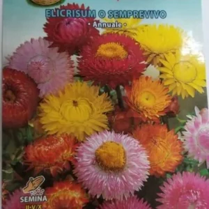 Elicrisum O Semprevivo Seeds by CANESTRO
