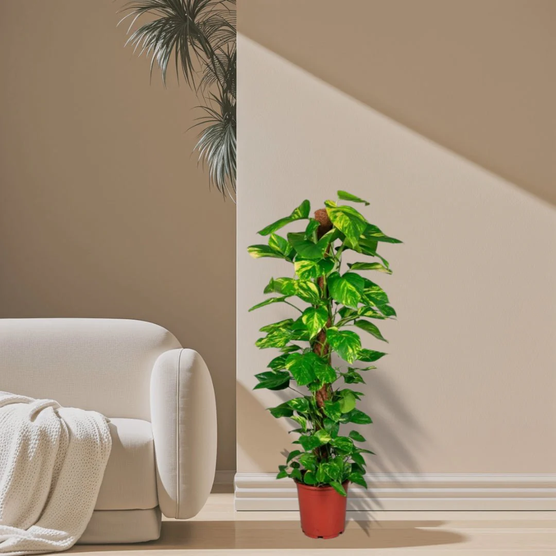 Epipremnum aureum or Money Plant 0.5-0.6 كرمة المال overall height Default Plastic Pot