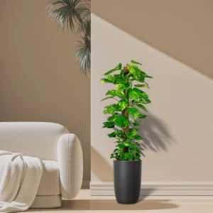 Epipremnum aureum or Money Plant كرمة المال 1.0-0.8 overall height Black Ceramic Pot