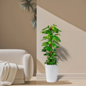 Epipremnum aureum or Money Plant كرمة المال 1.0-0.8 overall height White Ceramic Pot