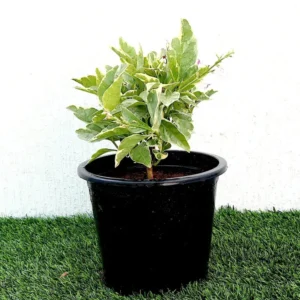 Eranthemum Variegated "Pseuderanthemum" 6Ltr pot