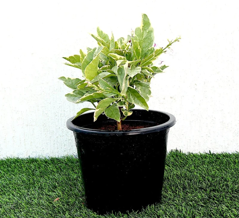 Eranthemum Variegated "Pseuderanthemum" 6Ltr pot