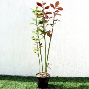 Euphorbia Grantii "Rubra" | African Milk Bush 0.8-1.0m