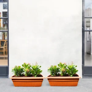 Euphorbia Millii Or Crown of Thorns 25 – 35cm | Cosmoplast Planter Set of 2 x 3 plants in 24" Long Cosmoplast Planter