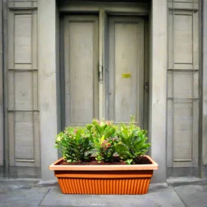 Euphorbia Millii Or Crown of Thorns 25 – 35cm | Cosmoplast Planter 3 plants in 24" Long Cosmoplast Planter