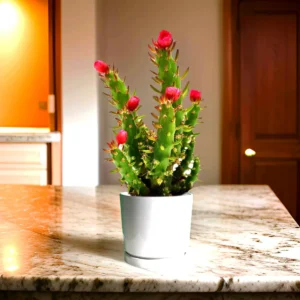 Eve's pin Cactus | Opuntia Subulata Indoor 5-8cm White Ceramic Pot (Default Soil)