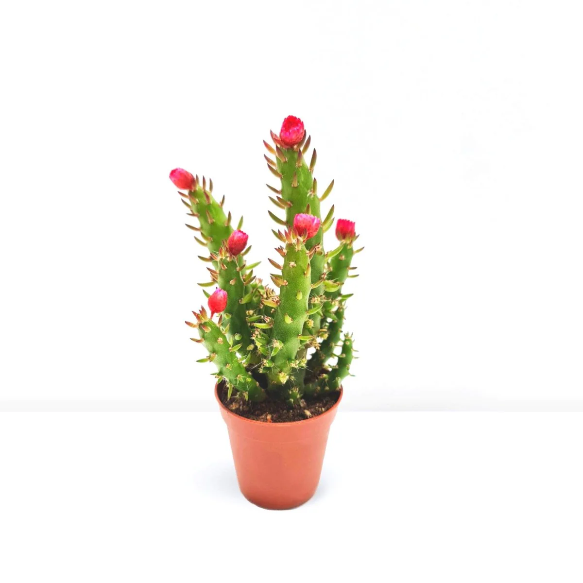 Eve's pin Cactus | Opuntia Subulata Indoor 5-8cm Default Plastic Pot (Default Soil)