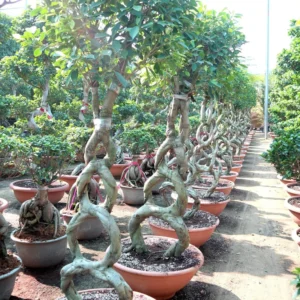 Ficus 8-Shape Nitida Bonsai | Ficus Nitida Bonsai 1.5-1.8m