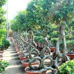 Ficus 8-Shape Nitida Bonsai | Ficus Nitida Bonsai 1.5-1.8m - Image 2