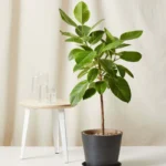 Ficus Altissima "Council Tree" 2.2 - 2.8 height, 25mm dia