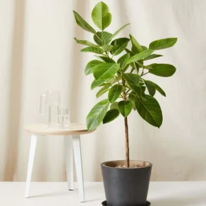 Ficus Altissima "Council Tree" 2.2 - 2.8 height, 25mm dia