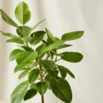 Ficus Altissima "Council Tree" 2.2 - 2.8 height, 25mm dia - Image 2