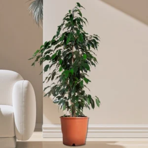 Ficus Benjamina 'Danielle' Holland 100-120cm overall height Default Plastic Pot (Clay Stones)