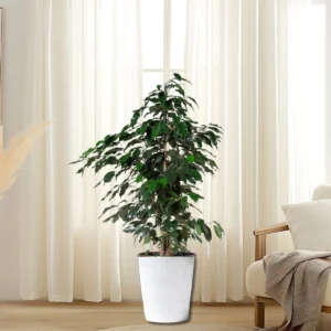 Ficus Benjamina 'Danielle' Holland 140-150cm overall height White Ceramic Pot (Clay Stones)