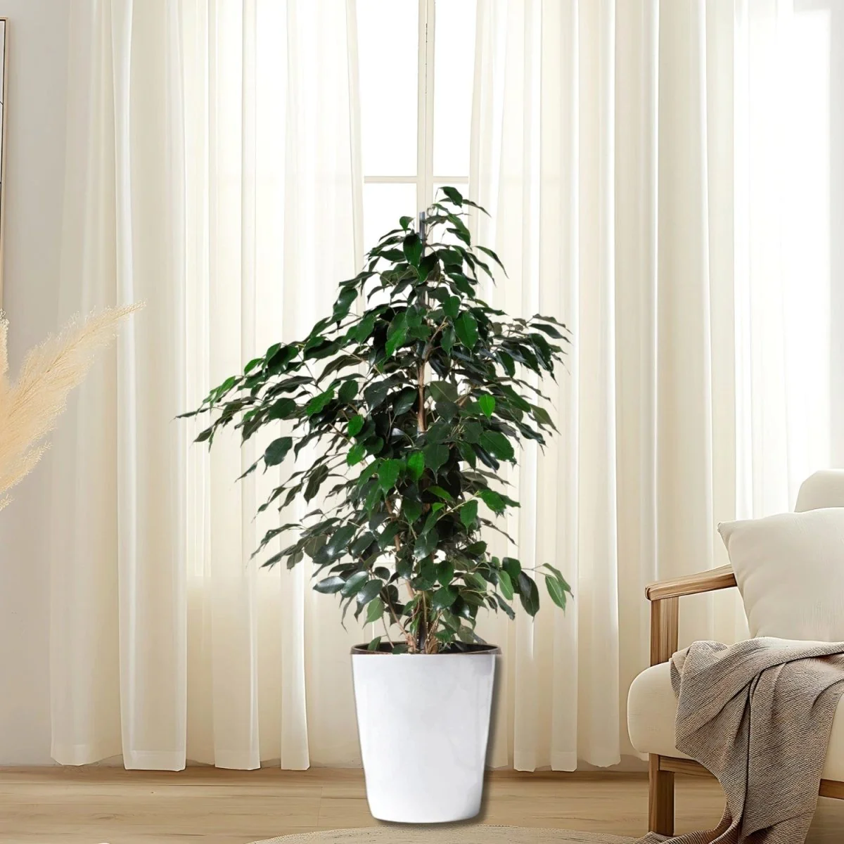 Ficus Benjamina 'Danielle' Holland 140-150cm overall height White Ceramic Pot (Default Soil))