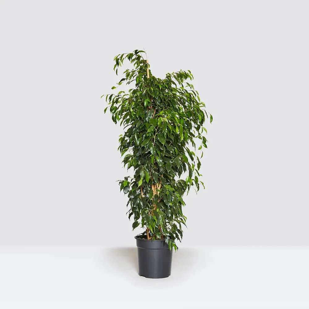 Ficus Benjamina 'Danielle' Holland 140-150cm overall height Default Plastic Pot (Clay Stones)