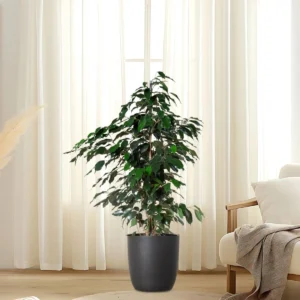Ficus Benjamina 'Danielle' Holland 100-120cm overall height Black Ceramic Pot (Pine Mulch)