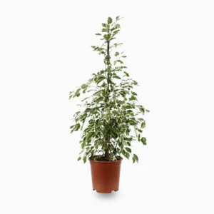 Ficus Benjamina Holland Or Twilight 80 cm to 100 cm Default Plastic Pot