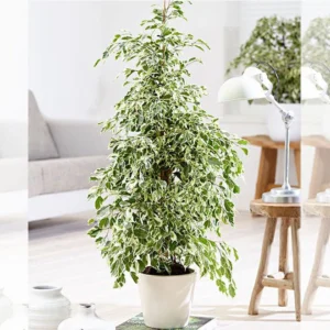 Ficus Benjamina Holland Or Twilight 80 cm to 100 cm White Ceramic Pot