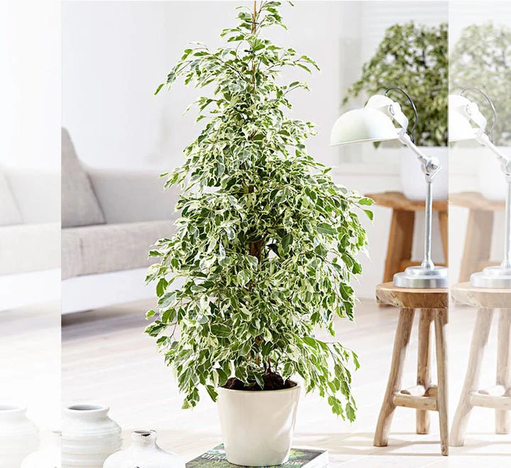 Ficus Benjamina Holland Or Twilight 80 cm to 100 cm White Ceramic Pot