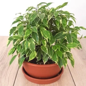 Ficus Benjamina Or Kinky 30 - 40cm overall Default Plastic Pot (Pine Mulch)
