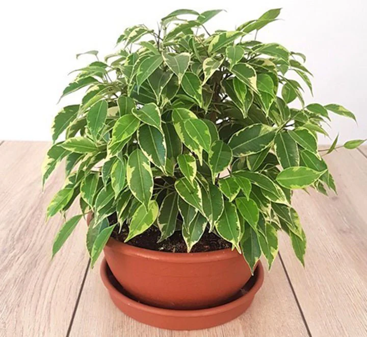 Ficus Benjamina Or Kinky 30 - 40cm overall Default Plastic Pot (Pine Mulch)