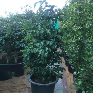 Ficus Benjamina "Weeping Fig" 130-150cm outdoor privacy