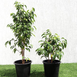 Ficus benjamina "Weeping Fig" (Outdoor) 60-80cm overall height