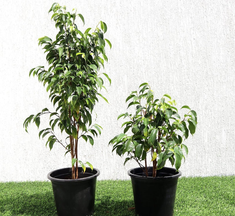 Ficus benjamina "Weeping Fig" (Outdoor) 25-35cm overall height