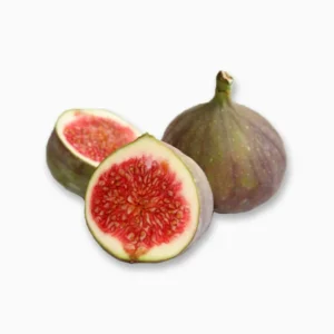 Ficus Carica "Fig Tree" 1.3-1.7m شجرة التين