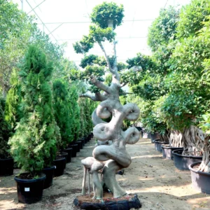 Ficus Chair-Shape Bonsai | Ficus Microcarpa Bonsai | Chair-Shape Bonsai 1.8-2.3 m
