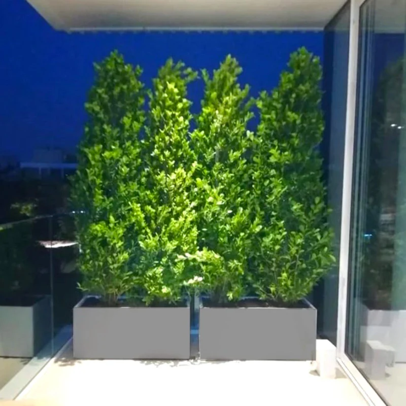 Ficus Cone 1.8- 2m in Fiber Glass Pot (GRP) (100x40x40) Set of 2 Planter Light Gray