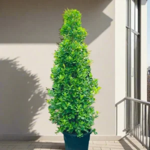 Ficus diversifolia / Ficus Cone Shape 2.0 -2.5m Overall Height (Default Plastic Pot)