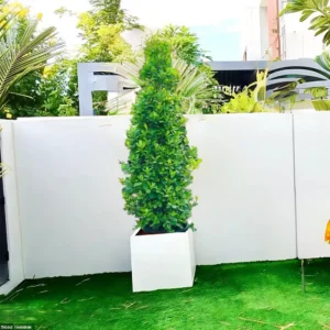 Ficus diversifolia “Cone Shape” in Grp Square Pot