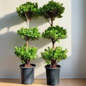 Ficus Diversifolia "Three Heads" Default Nursery Pot