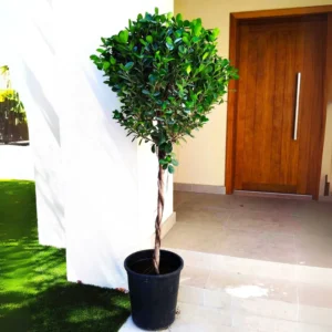 Ficus Diversifolia Twisted Trunk Topiary 1.0 - 1.5m Rolled Rim Blue Pot