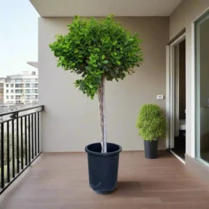 Ficus Diversifolia Twisted Trunk Topiary 1.0 - 1.5m Default Plastic Pot
