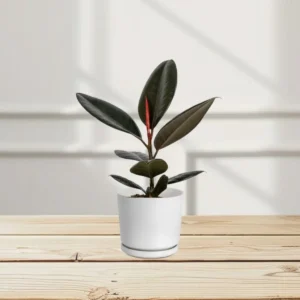 Ficus elastic Abidjan 30 – 40cm White Ceramic Pot (Clay Stones)