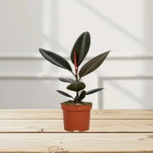 Ficus elastic Abidjan 30 – 40cm Plastic Nursery Pot (White Pebbles)