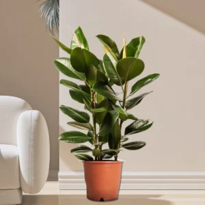 Ficus Elastica "Abidjan" or Rubber Plant (Holland) 80 - 100cm Default Plastic Pot (Default Soil)