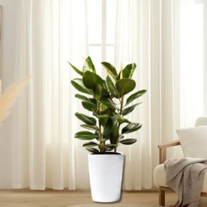 Ficus Elastica "Abidjan" or Rubber Plant (Holland) 80 - 100cm White Ceramic Pot (Clay Stones)