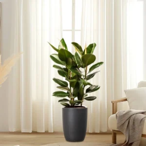 Ficus Elastica "Abidjan" or Rubber Plant (Holland) 80 - 100cm Black Ceramic Pot (Clay Stones)